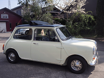 1968 MORRIS MINI COOPER Mk2